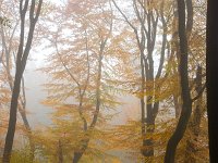 Speulderbos  Herfststemming met mist Speulderbos : Boslandschap